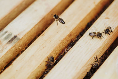 A loot of bees in a honeycomb