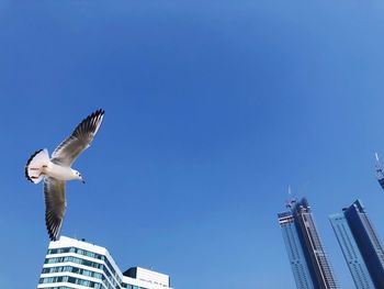 Low angle view of seagulls flying