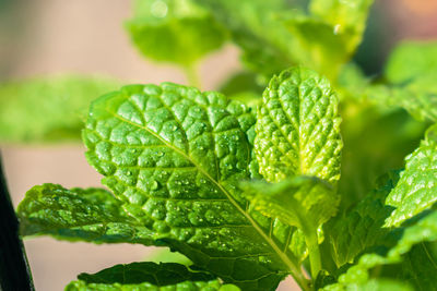 Close-up of green leaves