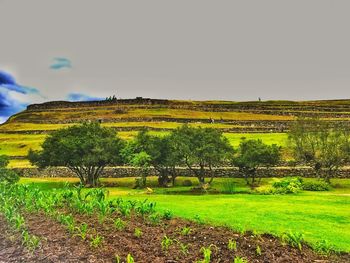 Scenic view of field against sky