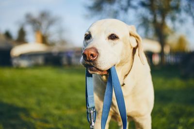 Close-up of a dog looking away