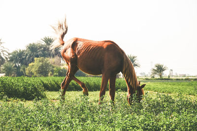 Horse grazing on field against clear sky