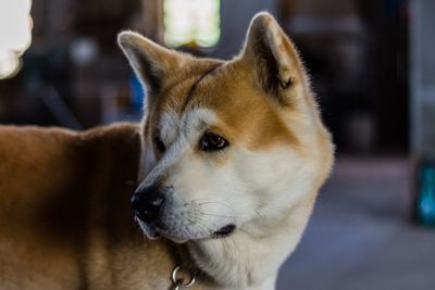 Close-up of a dog looking away