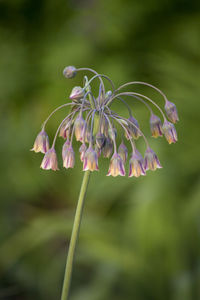 Close-up of allium