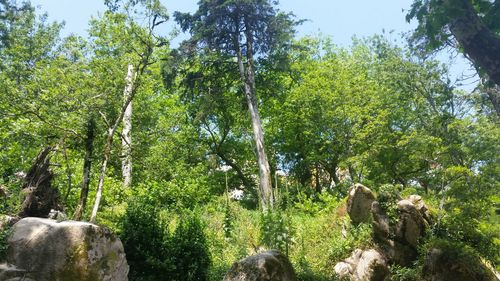 Low angle view of trees against sky