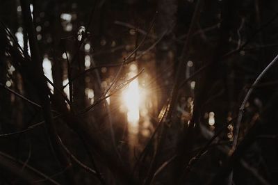 Close-up of plants against sunset