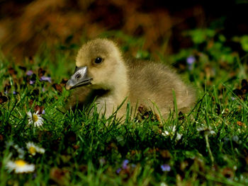 Close-up of a bird on field