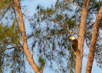 Low angle view of bird perching on tree