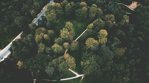 High angle view of plants on tree