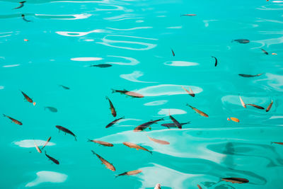Fish swimming in sea