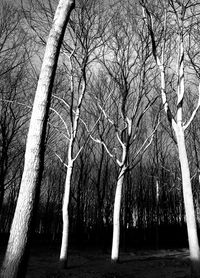 Bare trees against the sky