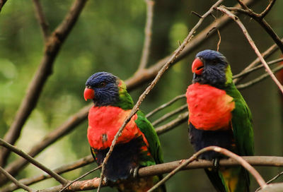 Close-up of parrot perching on branch