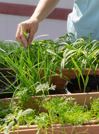 Midsection of woman gardening in yard