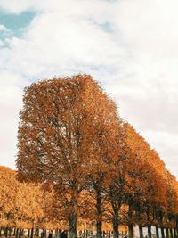 Low angle view of tree by building against sky