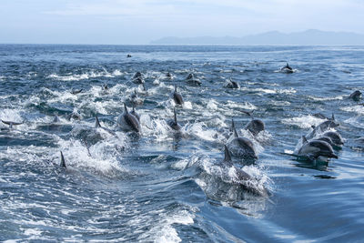 A large group of common dolphin swimming near espiritu santo island.