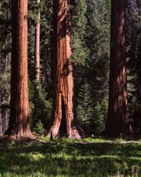 Trees growing in forest