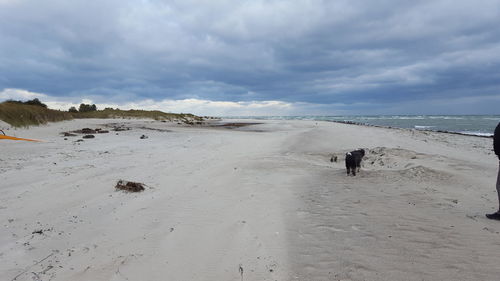 Rear view of man standing on beach against sky