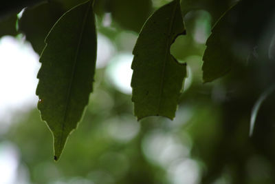 Close-up of green leaves on plant