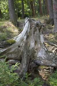 Close-up of tree stump in forest