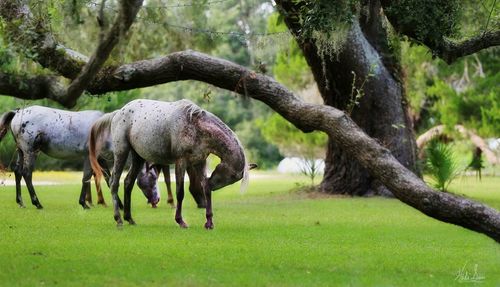 Horses in a field