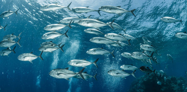 A school of bigeye trevally