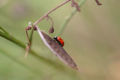 Close-up of ladybug on leaf