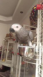 Close-up of parrot in cage