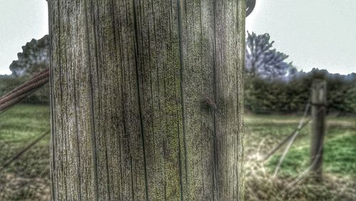 Close-up of tree trunk