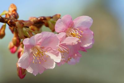 Close-up of pink flowers