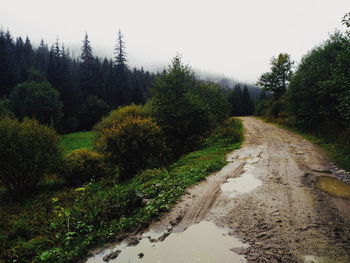 Road amidst trees in forest against sky