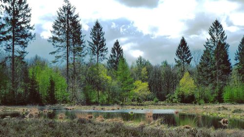 Panoramic view of trees on field against sky