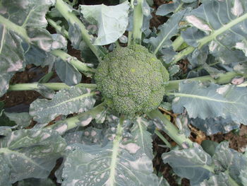 Close-up of cactus growing outdoors