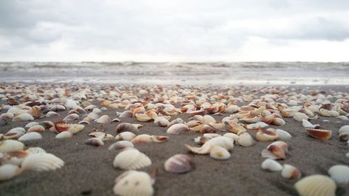 Close-up of pebbles on beach against sky