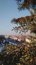 Close-up of plant in water against sky