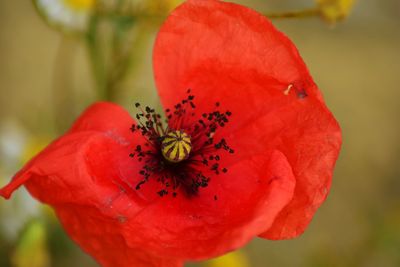 Close-up of red poppy flower