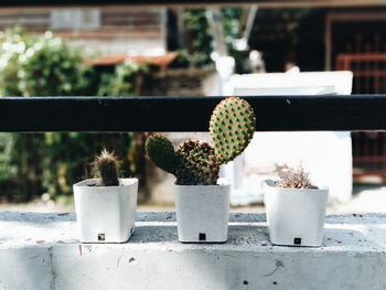 Close-up of potted plant