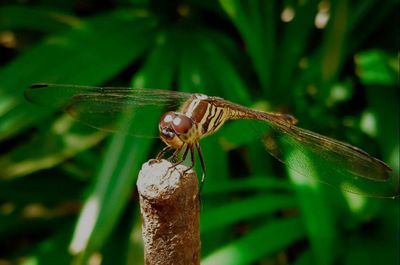 Close-up of dragonfly on leaf