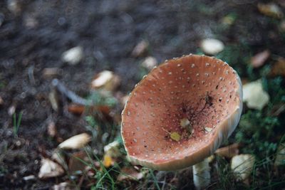 Close-up of mushroom growing on field