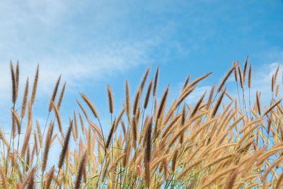 Close-up of stalks in field against blue sky