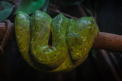 Close-up of lizard on tree