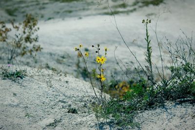 Close-up of yellow flowering plant on field