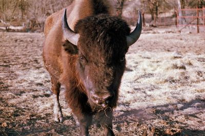 Close-up of buffalo 