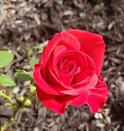 Close-up of red rose