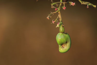 Close-up of fruits hanging on tree