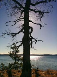 Bare trees against sky