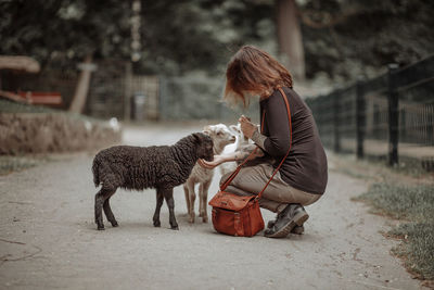 Woman crouching by sheep on road