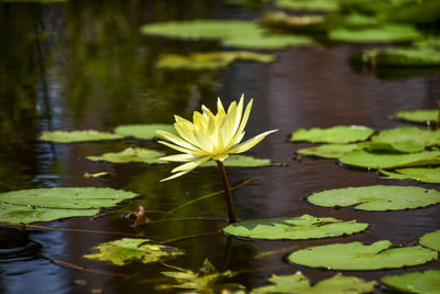 Lotus water lily in lake