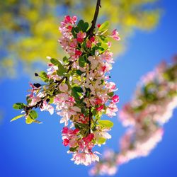 Low angle view of pink cherry blossoms blooming against sky on sunny day