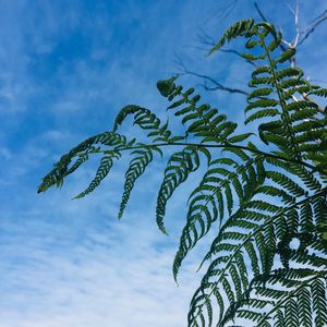 Low angle view of ferns against sky