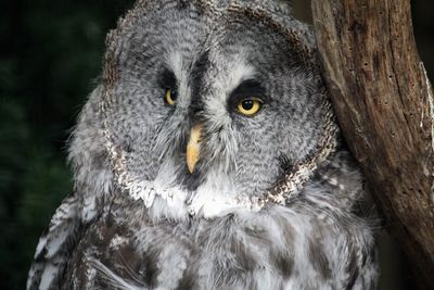 Close-up portrait of owl